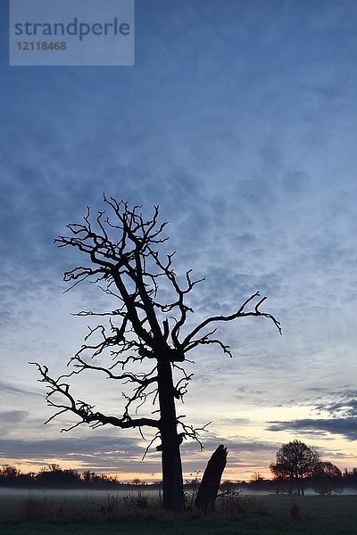 Alter abgestorbener Baum in der Dämmerung  Dämmerung und Nebel im Biosphärenreservat Mittlere Elbe  Sachsen-Anhalt  Deutschland  Europa