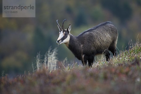 Gämse (Rupicapra rupicapra)  Hohneck  La Bresse  Vogesen  Frankreich  Europa