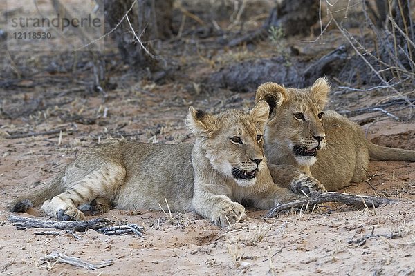 Afrikanische Löwen (Panthera leo)  zwei Jungtiere liegen in der Abenddämmerung auf Sand  Kgalagadi Transfrontier Park  Nordkap  Südafrika  Afrika