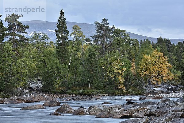 Herbstlich verfärbte Bäume  oberhalb des Flusses Saltelva  Saltdal  Norwegen  Europa