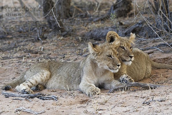 Afrikanische Löwen (Panthera leo)  zwei Jungtiere auf Sand liegend  Kgalagadi Transfrontier Park  Nordkap  Südafrika  Afrika