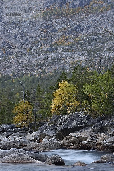 Steiler Berghang mit herbstlich gefärbten Bäumen  oberhalb des Flusses Saltelva  Saltdal  Norwegen  Europa
