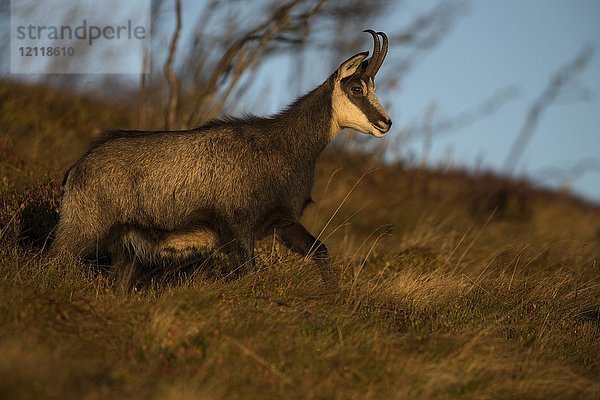 Gämse (Rupicapra rupicapra)  Hohneck  La Bresse  Vogesen  Frankreich  Europa