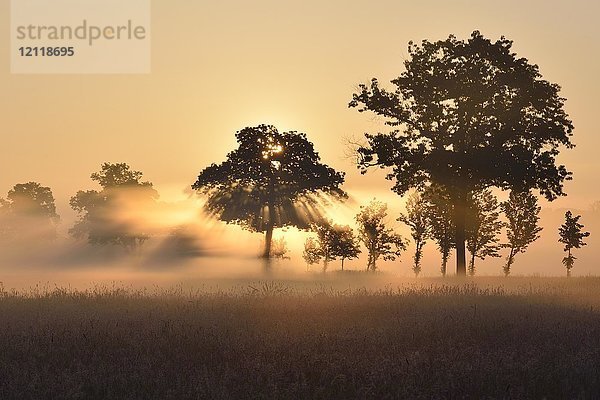 Bäume im Morgennebel bei Sonnenlicht  Biosphärenreservat Oberlausitzer Heide und Teichlandschaft  Sachsen  Deutschland  Europa