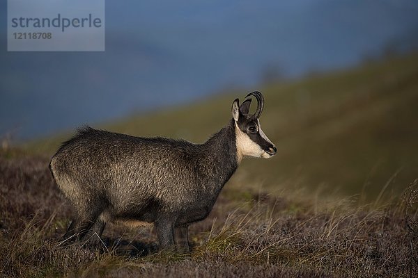 Gämse (Rupicapra rupicapra)  Hohneck  La Bresse  Vogesen  Frankreich  Europa