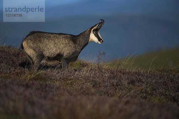 Gämse (Rupicapra rupicapra)  Hohneck  La Bresse  Vogesen  Frankreich  Europa