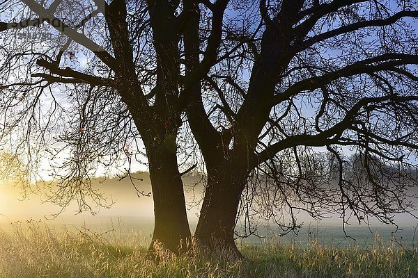 Sonnenaufgang Bäume  Morgennebel im Biosphärenreservat Mittlere Elbe  Sachsen-Anhalt  Deutschland  Europa