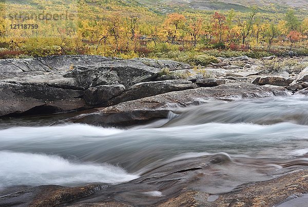Bunte Bäume im Herbst  Stromschnellen im Fluss Saltelva  Saltdal  Norwegen  Europa