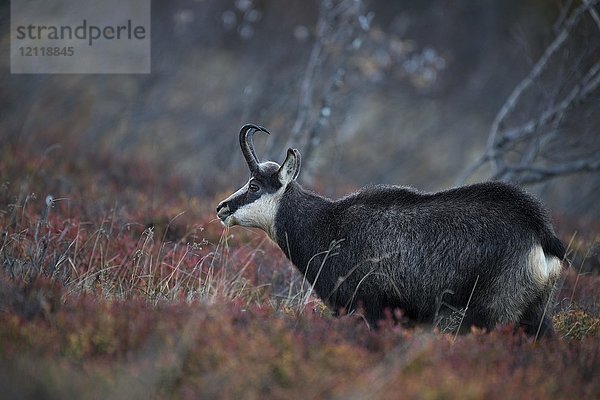 Gämse (Rupicapra rupicapra)  Hohneck  La Bresse  Vogesen  Frankreich  Europa