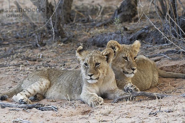 Afrikanische Löwen (Panthera leo)  zwei Jungtiere auf Sand liegend  Kgalagadi Transfrontier Park  Nordkap  Südafrika  Afrika