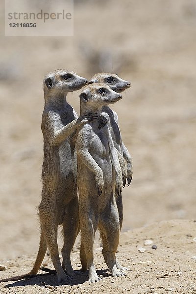 Stehende Erdmännchen (Suricatta suricata)  auf der Hut  Kgalagadi Transfrontier Park  Nordkap  Südafrika  Afrika