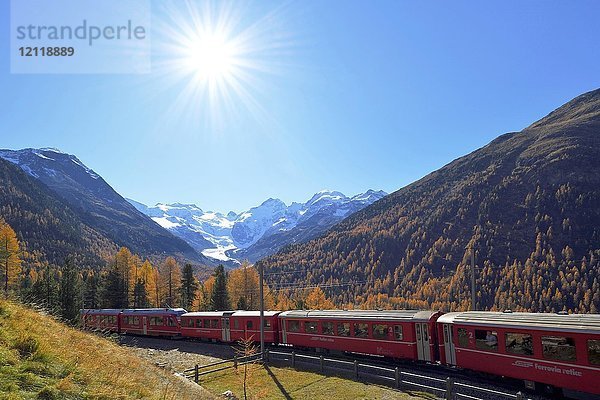 Bernina Express fährt durch Lärchenwald im Herbst  hinter dem Morteratschgletscher  Kanton Graubünden  Schweiz  Europa