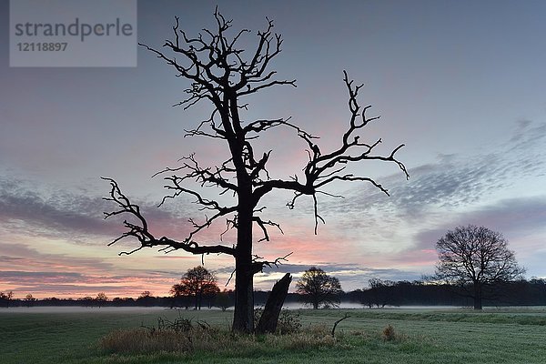 Alter abgestorbener Baum in der Dämmerung  Dämmerung im Biosphärenreservat Mittlere Elbe  Sachsen-Anhalt  Deutschland  Europa