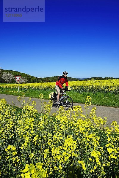 Radfahrer auf Straße zwischen blühenden Rapsfeldern  Ailsbachtal  Fränkische Schweiz  Oberfranken  Bayern  Deutschland  Europa