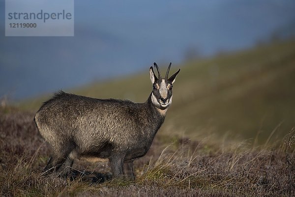 Gämse (Rupicapra rupicapra)  Hohneck  La Bresse  Vogesen  Frankreich  Europa