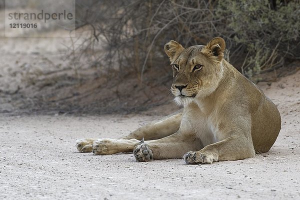 Afrikanischer Löwe (Panthera leo)  Löwin auf unbefestigter Straße liegend  wachsam  Kgalagadi Transfrontier Park  Nordkap  Südafrika  Afrika