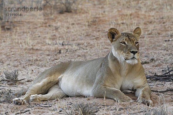 Afrikanischer Löwe (Panthera leo)  Löwin auf Sand liegend  wachsam  Kgalagadi Transfrontier Park  Nordkap  Südafrika  Afrika