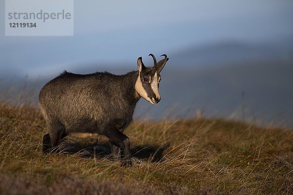 Gämse (Rupicapra rupicapra)  Hohneck  La Bresse  Vogesen  Frankreich  Europa