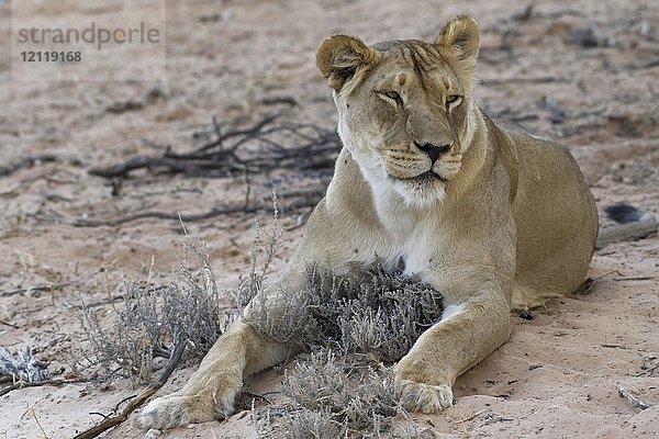 Afrikanischer Löwe (Panthera leo)  Löwin auf Sand liegend  Kgalagadi Transfrontier Park  Nordkap  Südafrika  Afrika