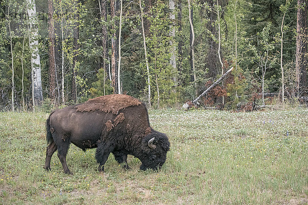 grasende Bisons auf einem Feld