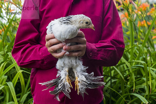 Nahaufnahme eines kaukasischen Jungen  der ein Huhn hält