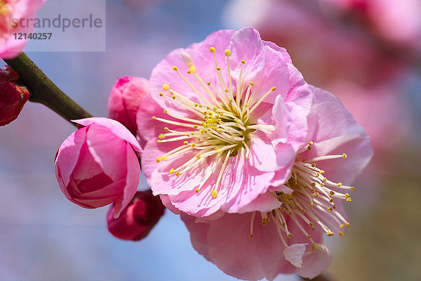 Pflaumenblüten  Japan