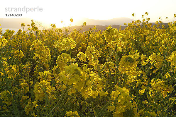 Rapsblüten in der Sonne  Präfektur Kanagawa  Japan