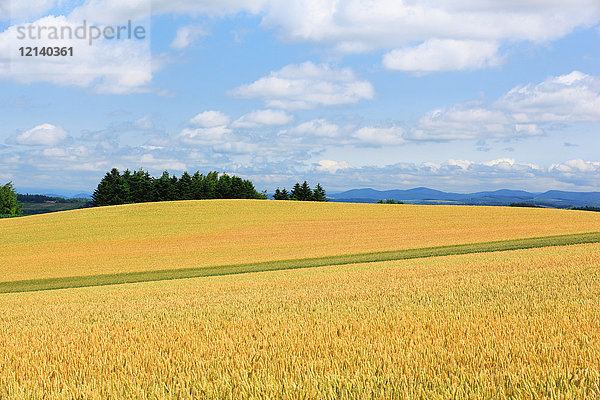 Weizenfeld  Hokkaido  Japan
