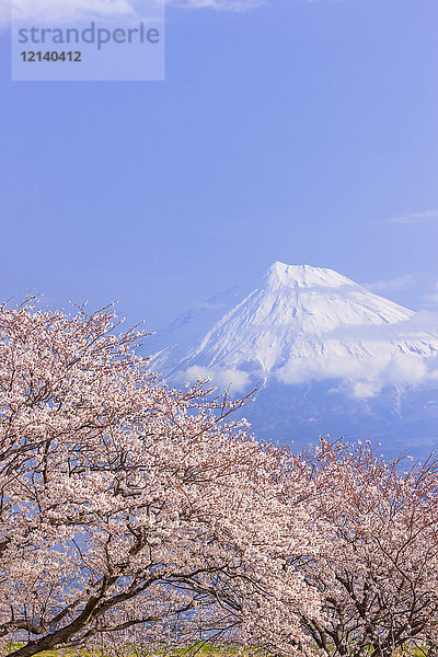Berg Fuji und Kirschblüten  Präfektur Shizuoka  Japan