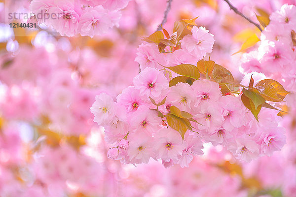 Kirschblüten in voller Blüte  Japan