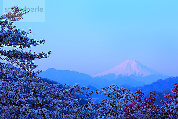 Berg Fuji und Kirschblüten  Präfektur Yamanashi  Japan