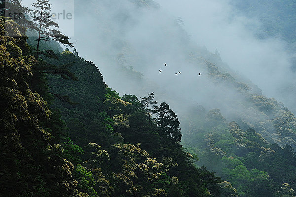 Toro-Schlucht  Japan