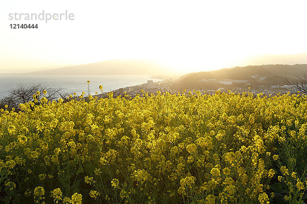 Rapsblüten in der Sonne  Präfektur Kanagawa  Japan