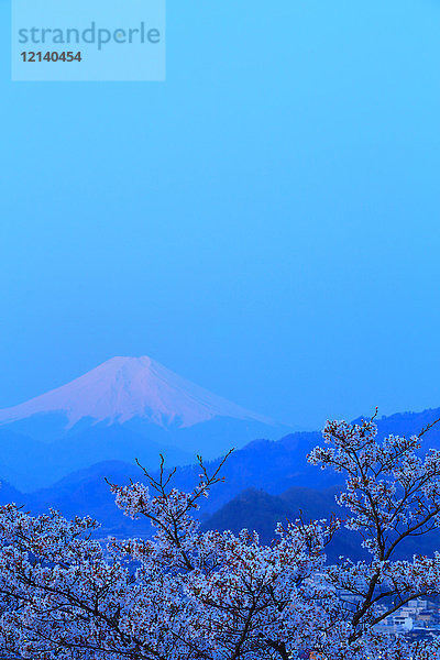 Berg Fuji und Kirschblüten  Präfektur Yamanashi  Japan
