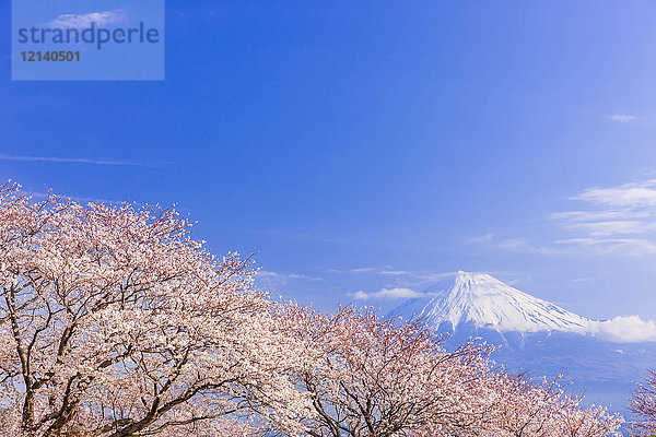 Berg Fuji und Kirschblüten  Präfektur Shizuoka  Japan