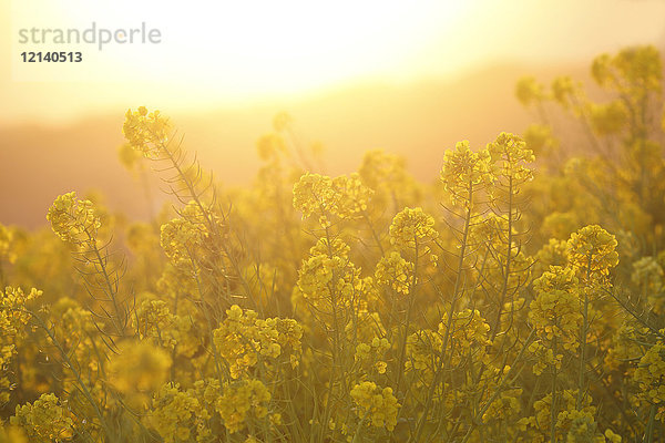 Rapsblüten in der Sonne  Präfektur Kanagawa  Japan