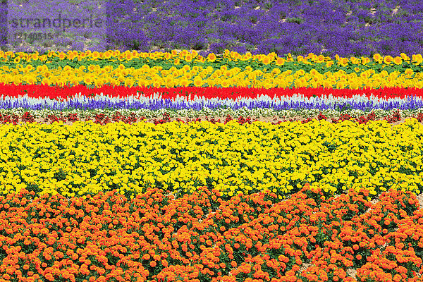 Blumenfeld  Hokkaido  Japan