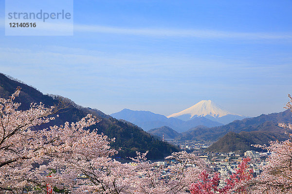 Berg Fuji und Kirschblüten  Präfektur Yamanashi  Japan