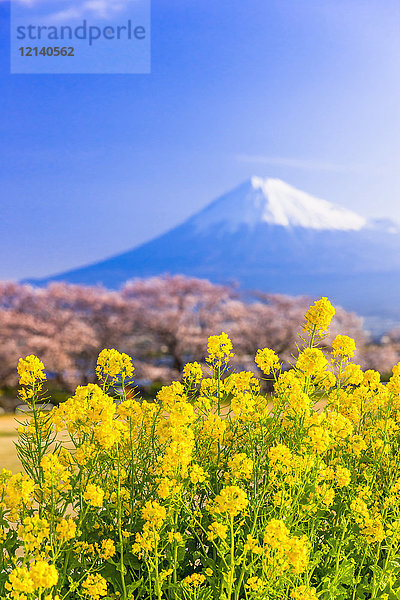 Berg Fuji und Kirschblüten  Präfektur Shizuoka  Japan