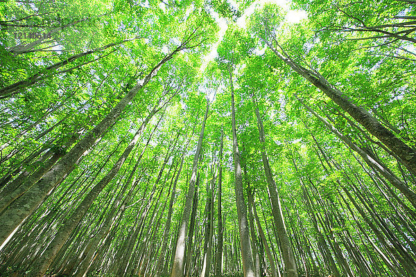 Grüner Wald  Japan