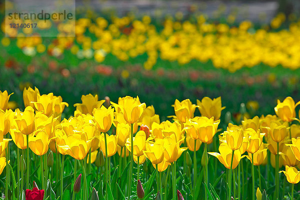 Tulpenfeld  Japan