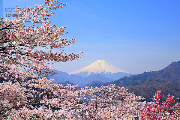 Berg Fuji und Kirschblüten  Präfektur Yamanashi  Japan