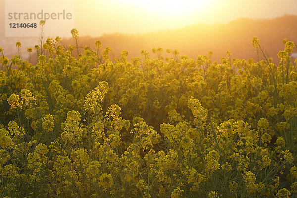 Rapsblüten in der Sonne  Präfektur Kanagawa  Japan