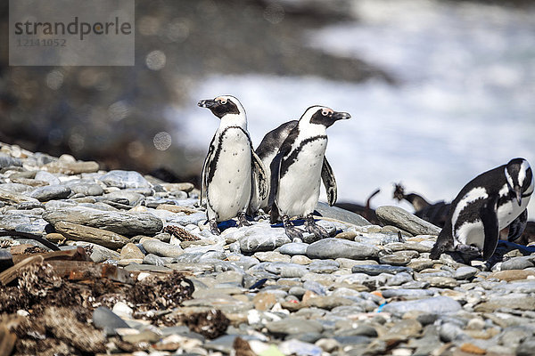 Südafrika  Kapstadt  Robben Island  Pinguine on the rocks