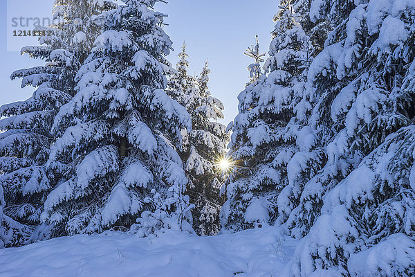 Deutschland  Niedersachsen  Nationalpark Harz  verschneite Bäume am Morgen