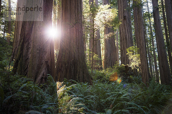 USA  Kalifornien  Crescent City  Jedediah Smith Redwood State Park  Redwood Bäume gegen die Sonne