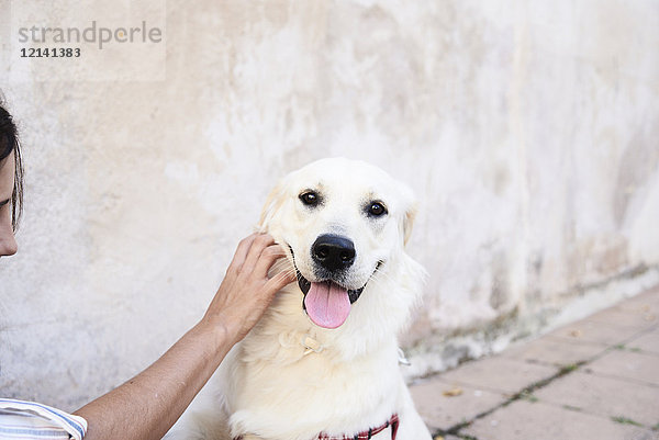Portrait des vom Besitzer gestreichelten Hundes