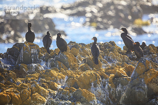 Südafrika  Kapstadt  Robben Island  Birds on the rocks