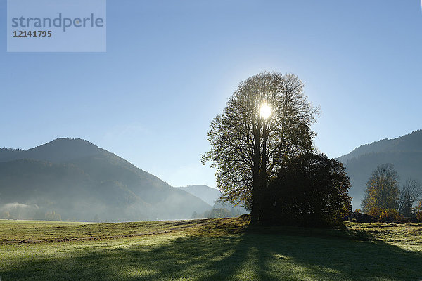 Deutschland  Bayern  Oberbayern  Chiemgauer Alpen  Reit im Winkl  Gletschermühlenfeld  Feld und Bäume gegen die Sonne