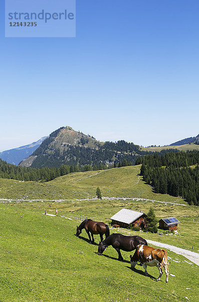 Österreich  Salzburger Land  Salzkammergut  Postalm  Weide  Pferde und Kuh